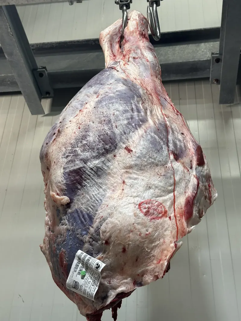 Etiqueta de certificación halal en una canal de vacuno, trazabilidad completa desde el matadero