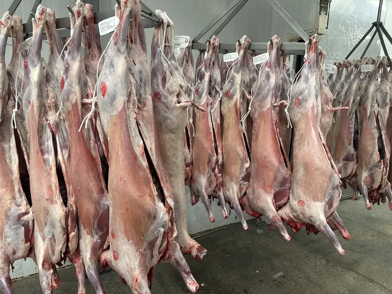 Canales de vacuno colgadas en la cámara frigorífica de Sefiani Carns, matadero de Sant Cugat del Vallès