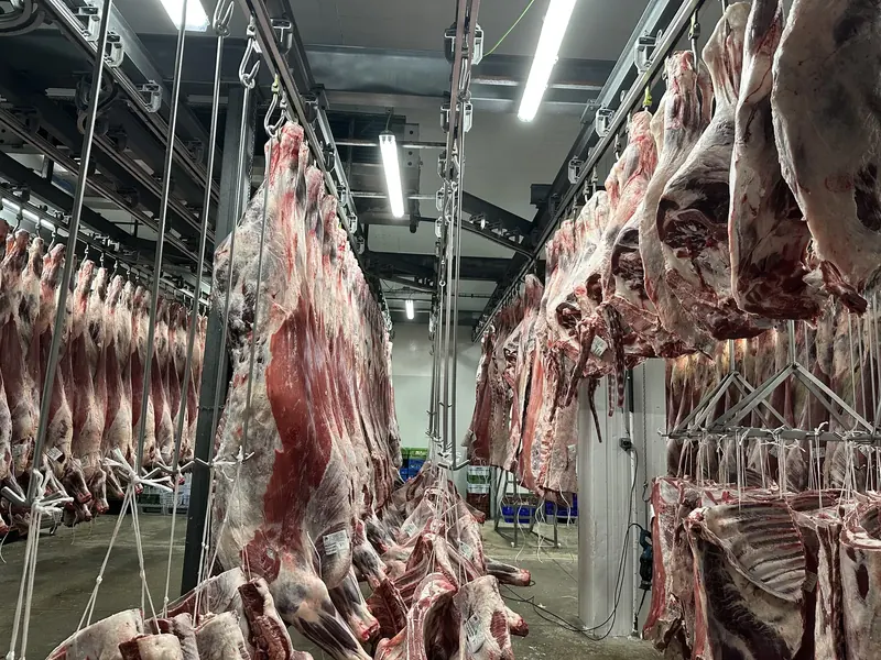 Pasillo de la cámara frigorífica con canales de vacuno clasificadas por calibre