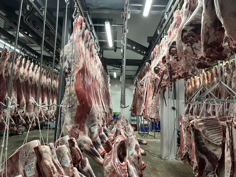 Vista general de la cámara frigorífica con carne de vacuno en proceso de oreo